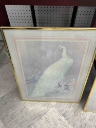 Framed White Peacock Print