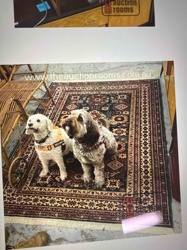 Afghan Super Kazak Carpet