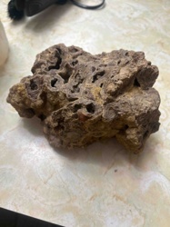 Fossilized Coral Specimen