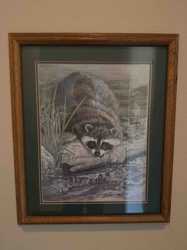 Framed Raccoon Wildlife Print