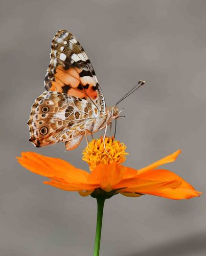 Painted Lady Butterfly