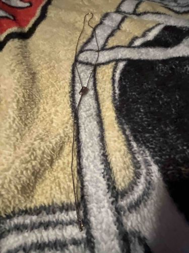 Delicate Chain Necklace with Small Pendant