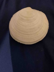 Bivalve Seashell
