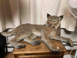 Liana Star York Bronze Bobcat Sculpture