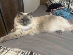 Blue Point Ragdoll Cat