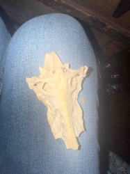 Weathered Bone Fragment