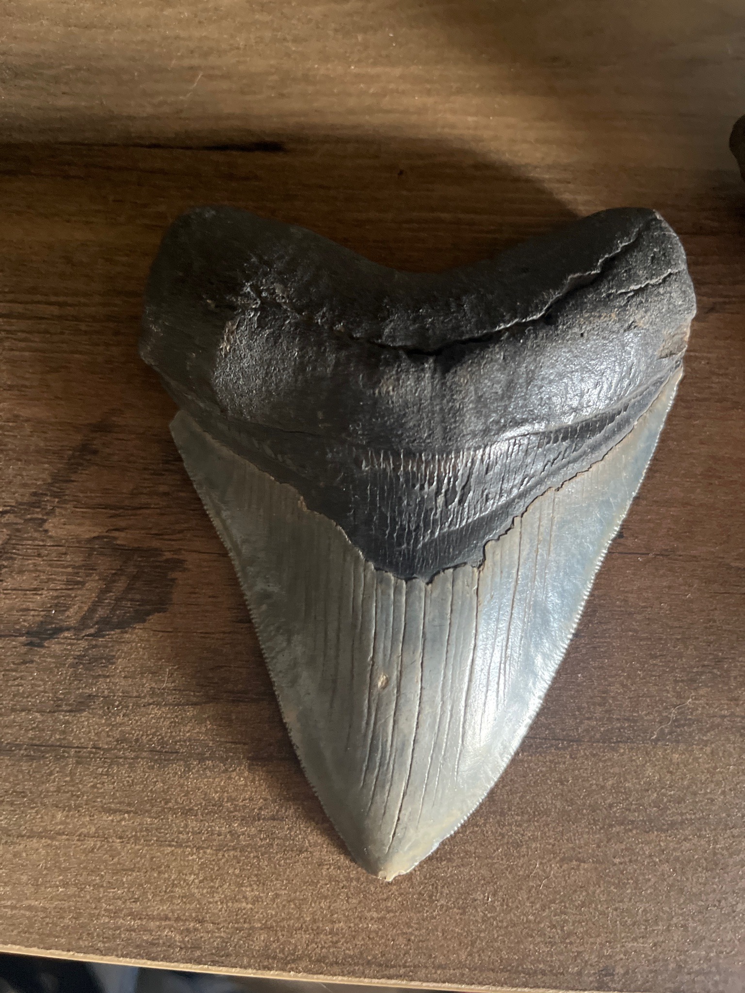 Fossilized Megalodon Shark Tooth