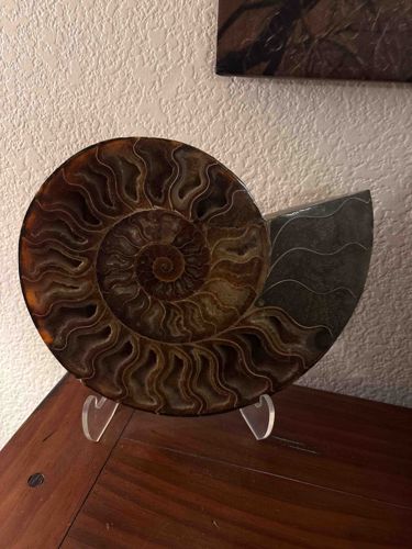 Polished and Cut Cleoniceras Ammonite Fossil