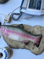 Wall-Mounted Rainbow Trout Replica