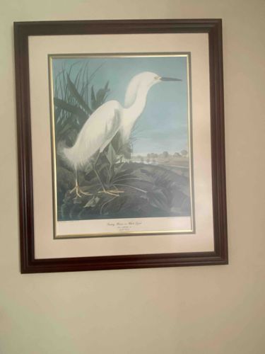Framed Snowy Egret Art Print