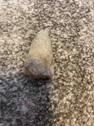 Belemnite Fossil Fragment