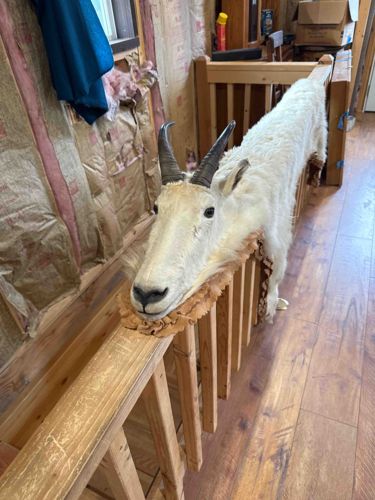 Mountain Goat Full Body Taxidermy Rug