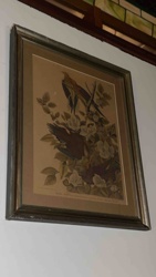 Framed Ornithological Print: Blue Jay with Magnolia