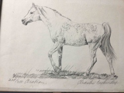 Arabian Horse Limited Edition Print by Charles Buckendorf