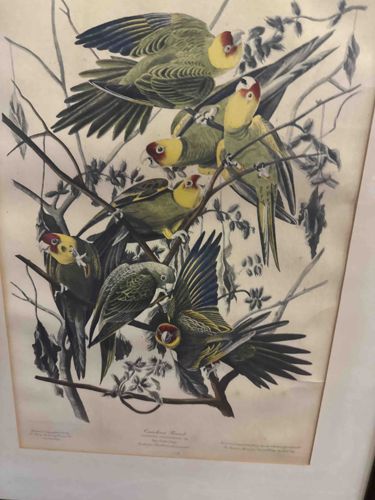 Carolina Parrot (Conuropsis carolinensis) Print by John James Audubon