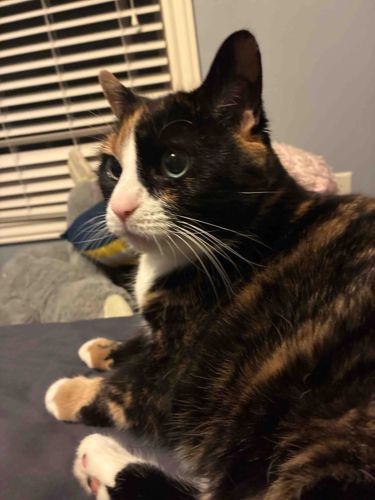 Calico Cat