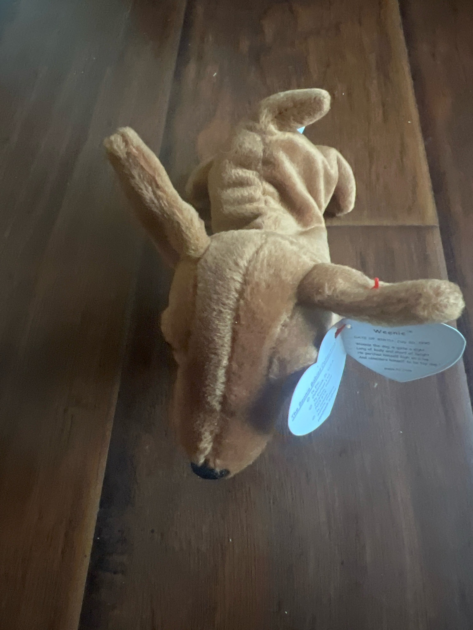 Submitted photo of Ty Beanie Baby 'Weenie' the Dachshund (not authenticated)