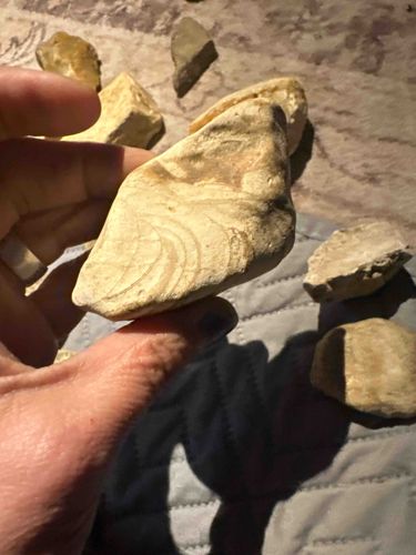 Fossilized Bivalve Shell Fragment