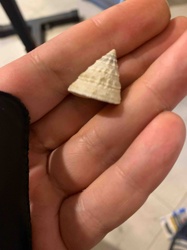 Cone-Shaped Seashell