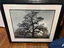 Framed Black and White Photographic Print of a Tree