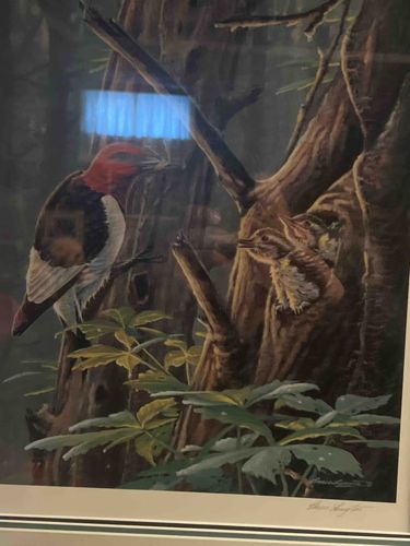 Limited Edition Red-Headed Woodpecker Print by Owen Gromme