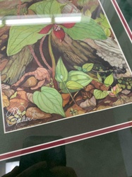 Botanical Print of Red Trillium by MD Robert