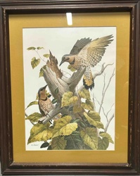 A.J. Rudisill 'Northern Flickers' Framed Print