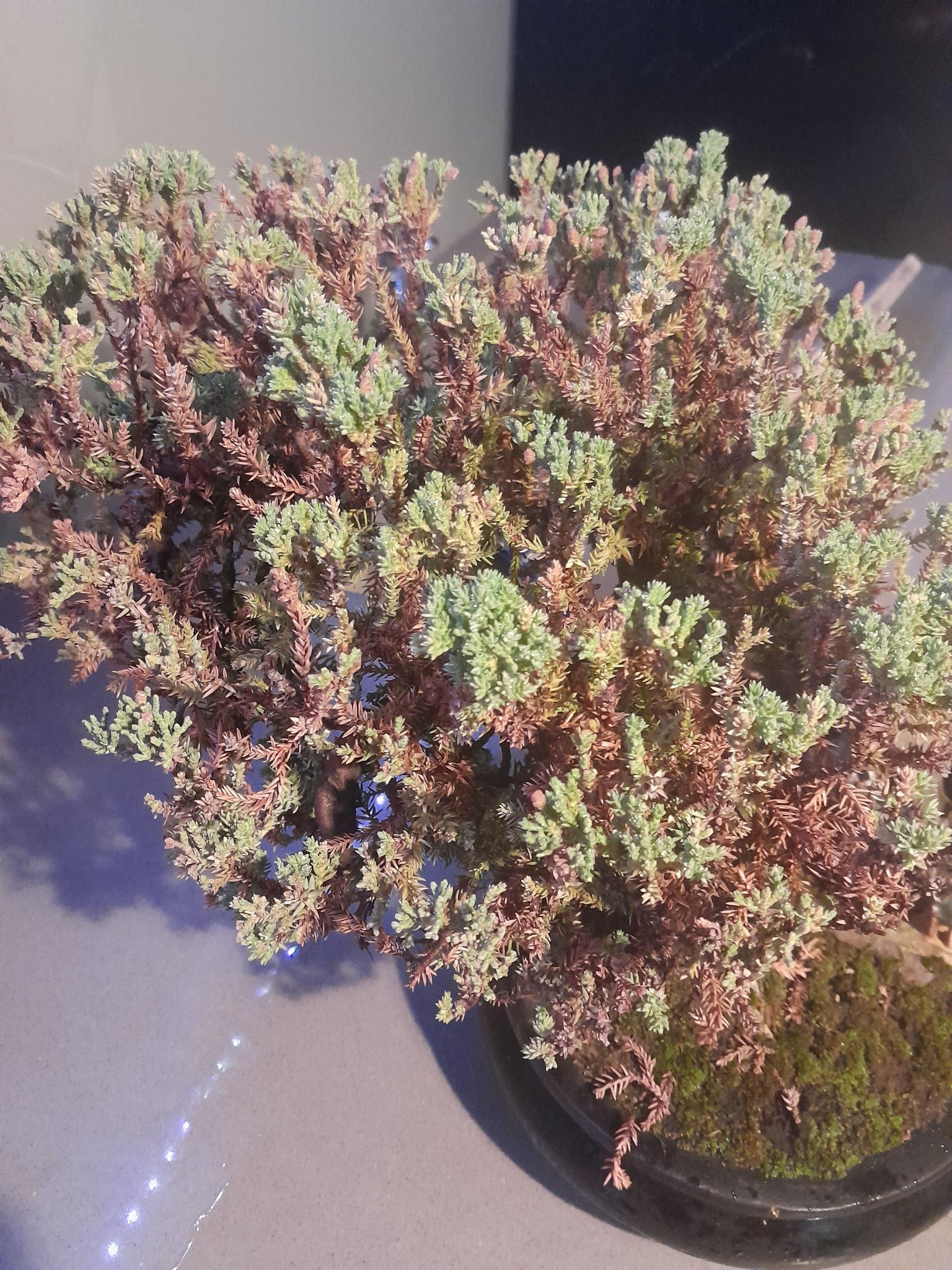 Submitted photo of Juniper Bonsai Tree