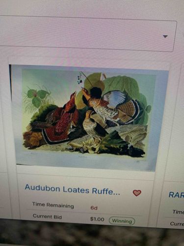 Audubon Loates Ruffed Grouse Print