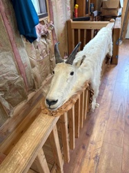 Mountain Goat Full Body Taxidermy Rug