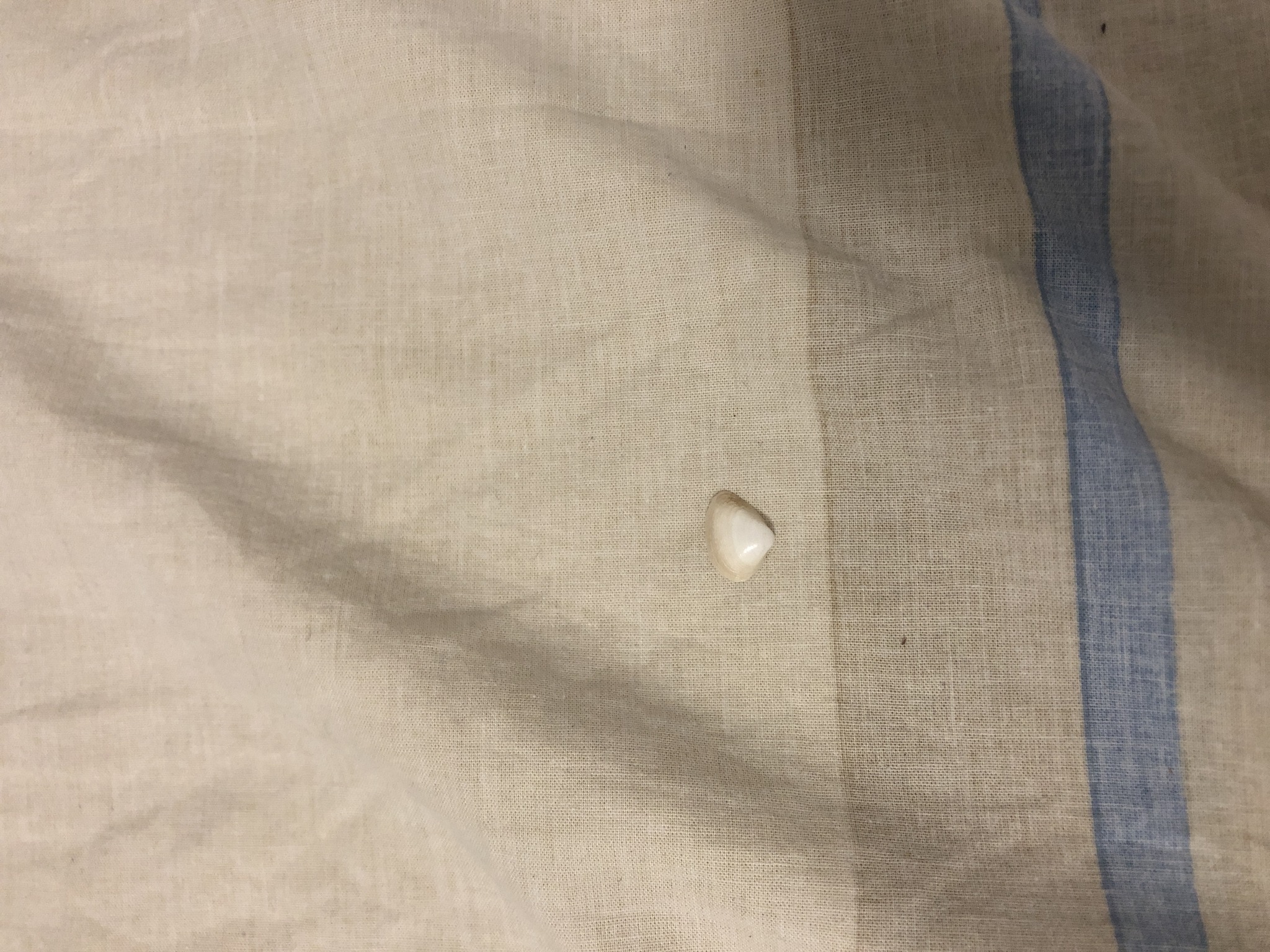 Submitted photo of Small bivalve seashell