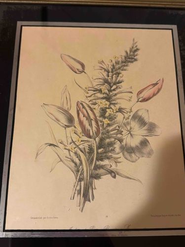 Framed Botanical Print