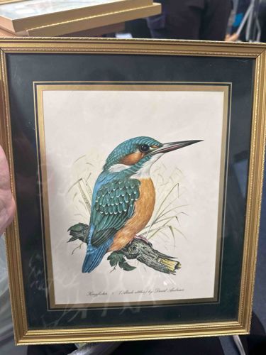 Framed Print: Kingfisher by David Andrews
