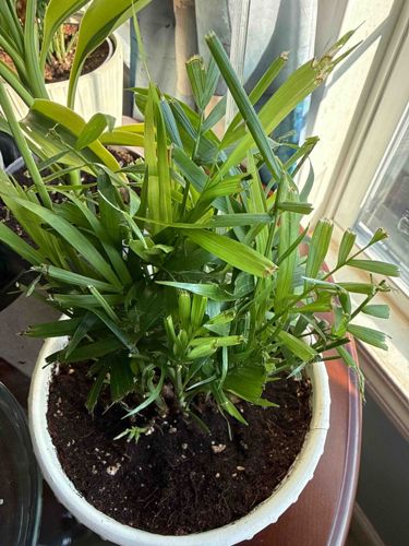 Parlor Palm (Chamaedorea elegans) in Ceramic Planter