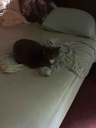 Domestic Shorthair Cat (Grey with White Chest)