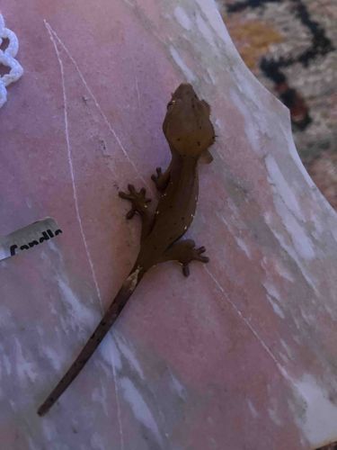 Lily White Super Dalmatian Red Crested Gecko (Correlophus ciliatus)