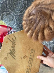 Vintage Fur Hat in 'Marché' Box from Rich's