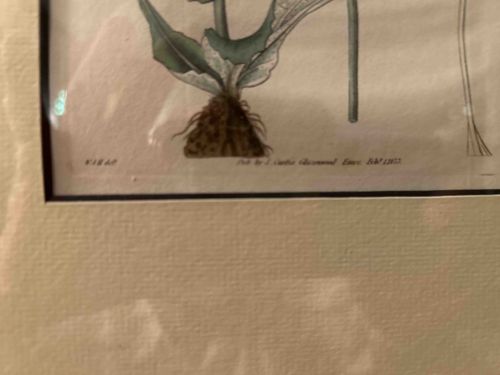 Botanical Print of Plant with Roots, 'Pub by J. Curtis Botanical Mag. Jan 1812'