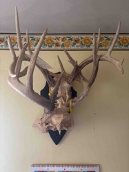Mounted Deer Antlers on Skull Cap with Plaque