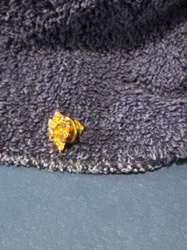 Gold Nugget Pin with Backing