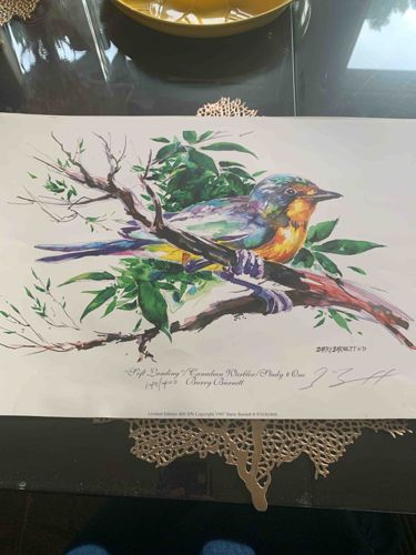 Soft Landing / Canadian Warbler / Study # One Limited Edition Print by Cherry Burnett
