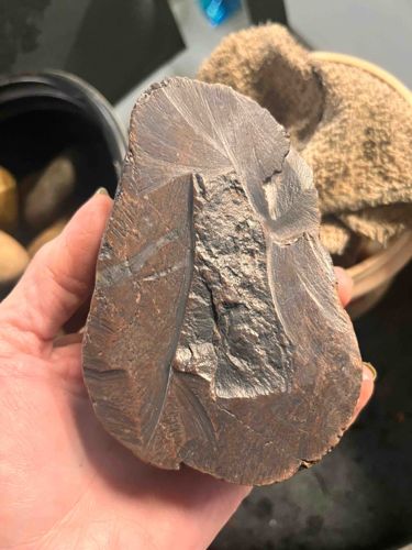 Shatter Cone Fragment in Carbonate Rock