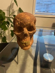 Weathered Skull Replica without Mandible