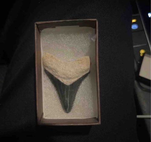 Fossilized Megalodon Tooth