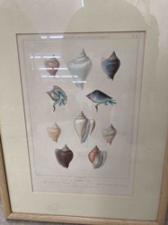 Framed Antique Mollusk Engraving (presumably Trochus species)