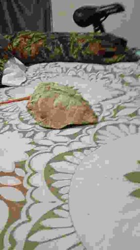 Deciduous Tree Leaf (possibly Oak species)