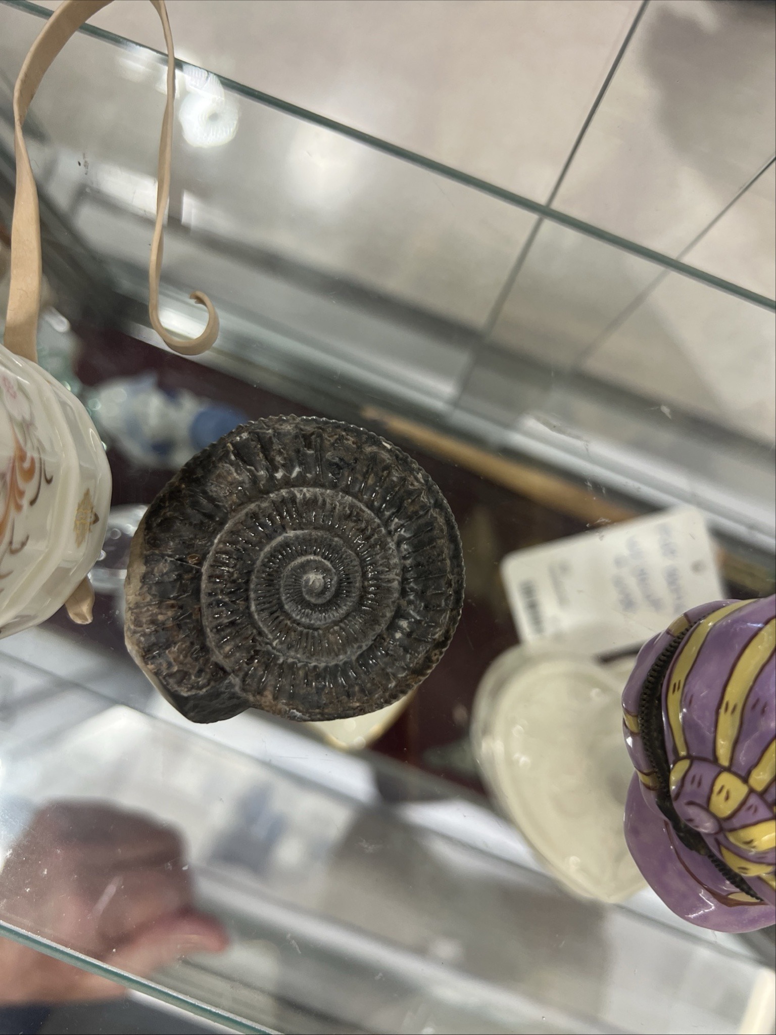 Submitted photo of Ammonite Fossil