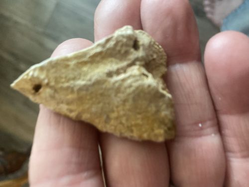 Paleolithic Chert Projectile Point or Scraper