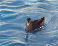 Duck in Water