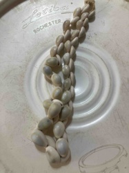Cowrie Shell Necklace